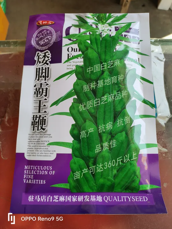 矮脚霸王鞭高产白芝麻种出油率高一碗芝麻半碗油抗重茬200克