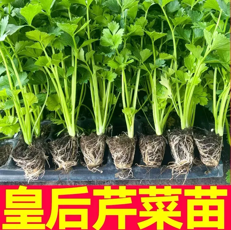 皇后大肉西芹秧苗大苗带土球春秋四季盆栽脆嫩实心四季香芹菜