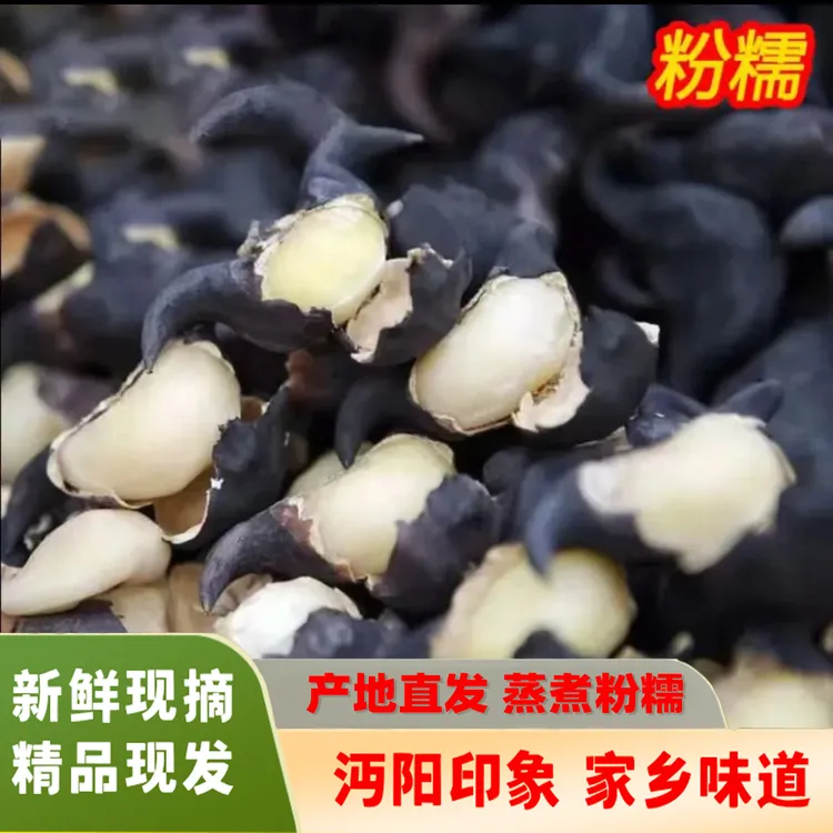湖北仙桃新鲜老菱角现摘粉糯老菱角湖北农家土特菱角绿色菱角