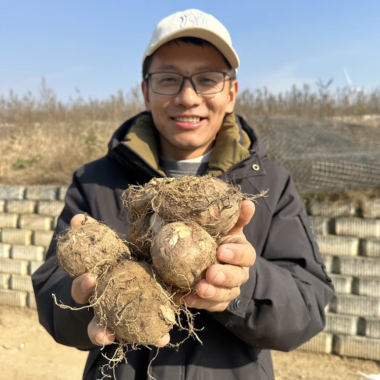 山东奶油新鲜芋头 应季现挖 产地直发 农家自种香甜软糯 五斤装