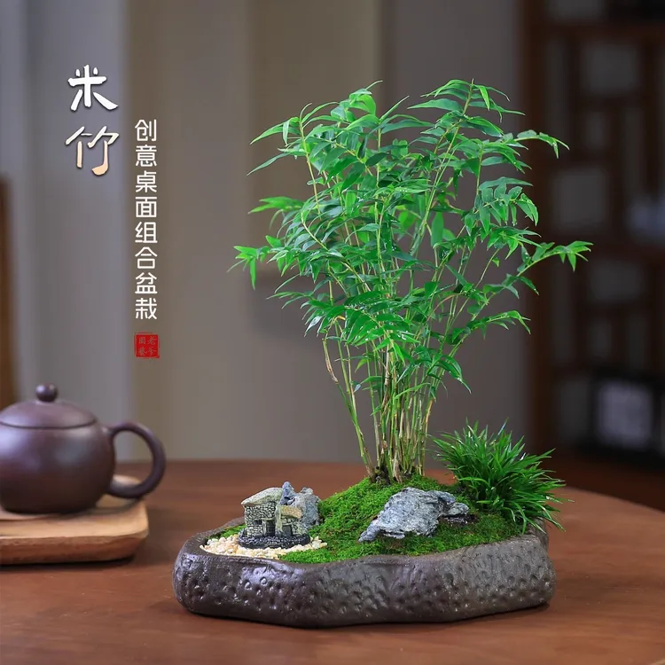 米竹盆栽造型室内微景观茶几摆件阳台好养凤尾竹DIY盆景客厅植物