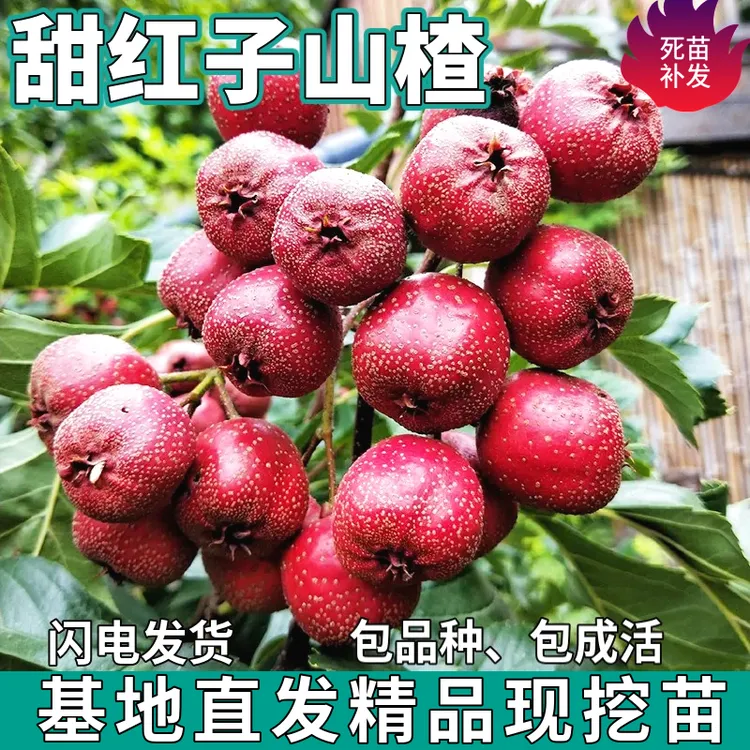 甜红子山楂树苗南北方庭院地栽种植特大甜果嫁接树苗盆栽当年结果