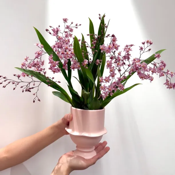 粉色黄色梦香兰文心兰带花苞名贵花卉盆栽有奶油香味室内花卉绿植