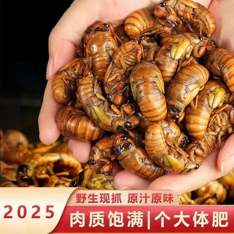 鲜活速冻发货金蝉爬炸爬炸知了猴爬叉猴知了猴批发冷冻顺丰快递