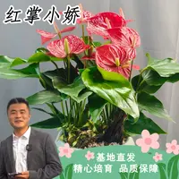 红掌小娇盆栽室内好养开花植物客厅桌面观花花卉