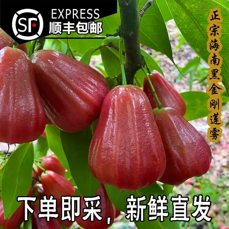 【海航优选】正品海南黑金刚莲雾现摘现发顺丰包邮