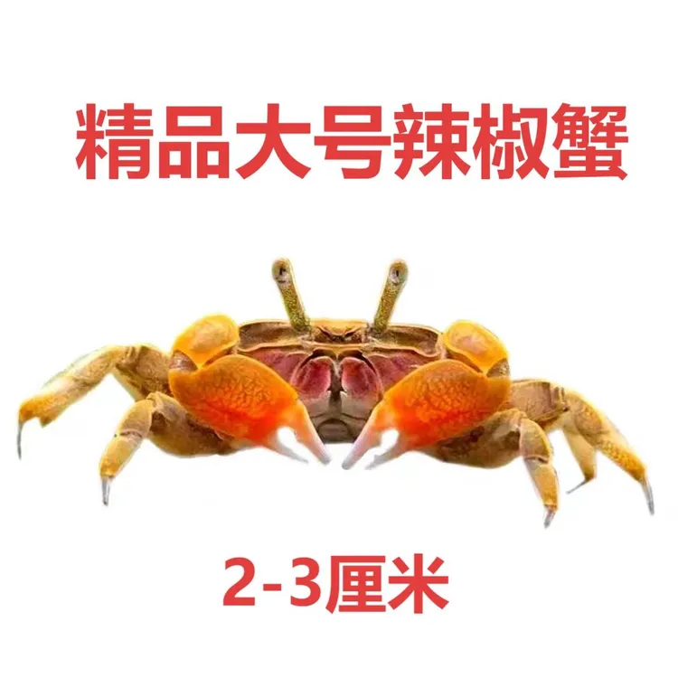 精品大号辣椒蟹观赏蟹淡水宠物小螃蟹深水鱼缸除藻鱼粪便清洁工
