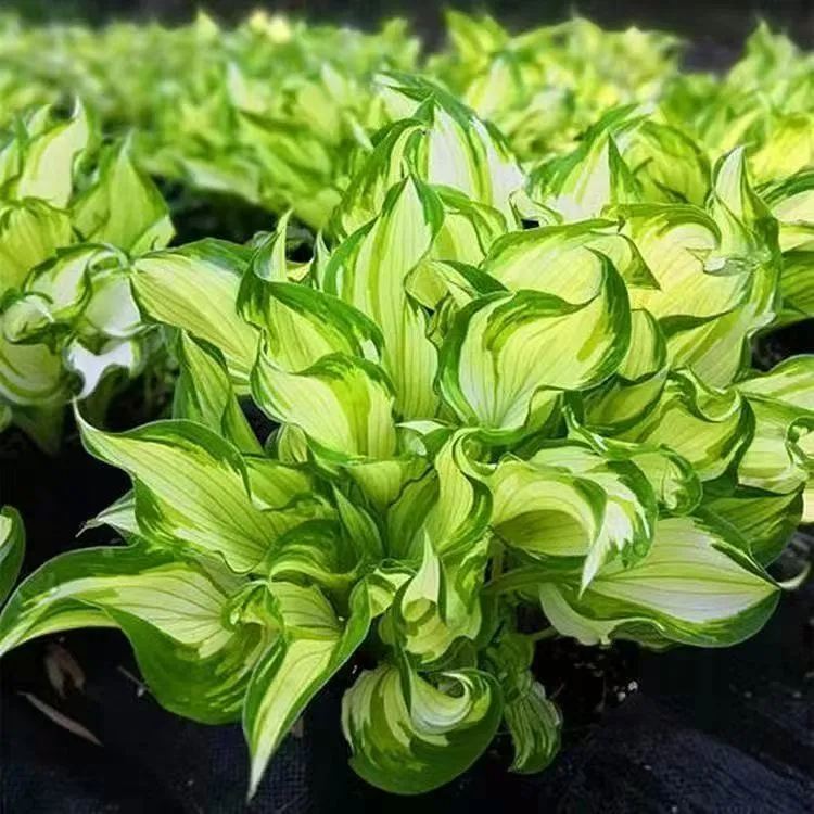 玉簪花大苗户外阳台室外绿植观叶观花宿根植物耐寒耐旱庭院绿化