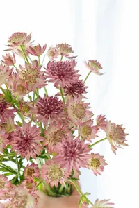 婵之语优选    荷兰进口粉色星芹/鲜切花