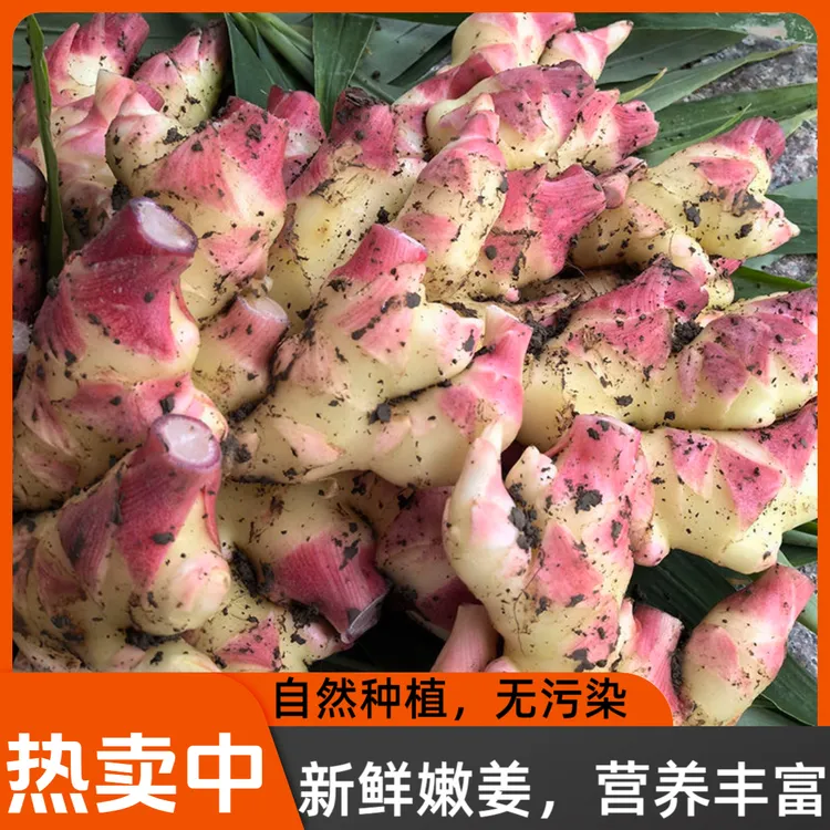 云南高山新鲜现挖小黄姜辛辣浓郁煲汤炒菜好调料