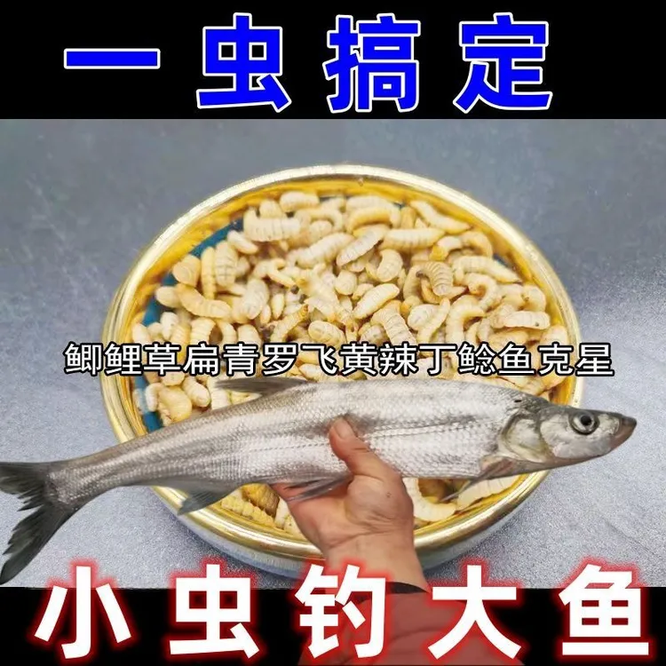 钓鱼蛋白虫活饵活虫可钓鲫鱼鲤鱼草鱼翘嘴一切淡水鱼可喂鸟类饲料