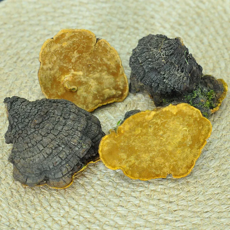 桑黄块250g藏黄西藏野野桑黄高龄桑树桑黄粉天然金边灵芝桑黄