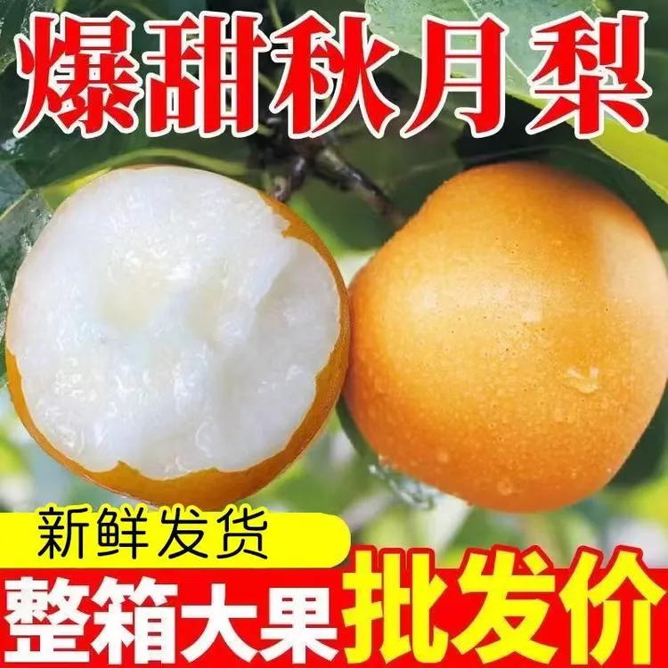 正宗烟台秋月梨新鲜脆甜多汁细腻无渣中秋现摘当季新鲜水果