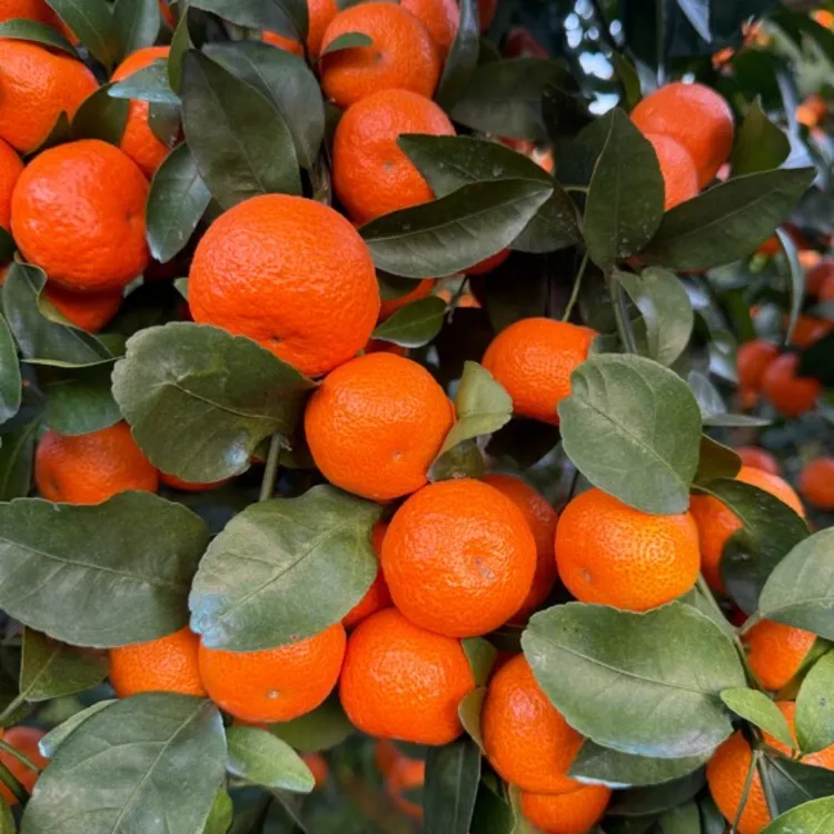 正宗广西桂林砂糖橘9斤自然熟超甜产地直发现摘现发