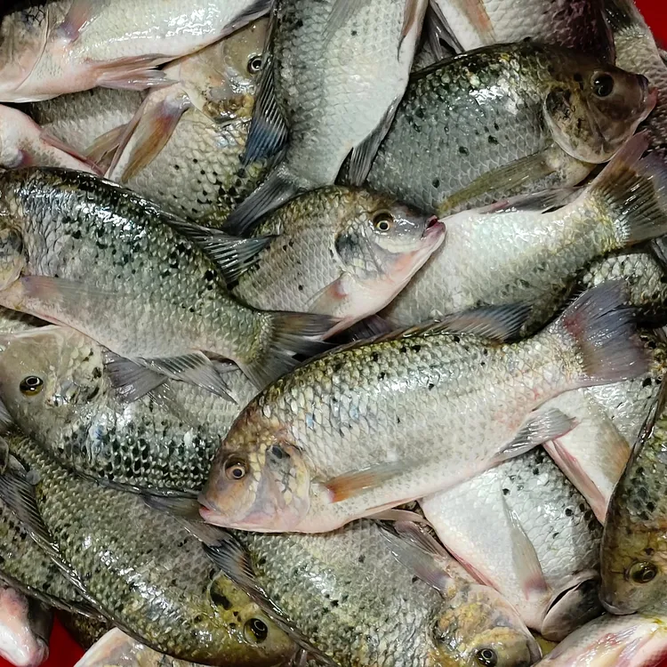惠来龙江斑点罗非鱼肉质细腻鲜美广东省内顺丰 京东冷链包邮