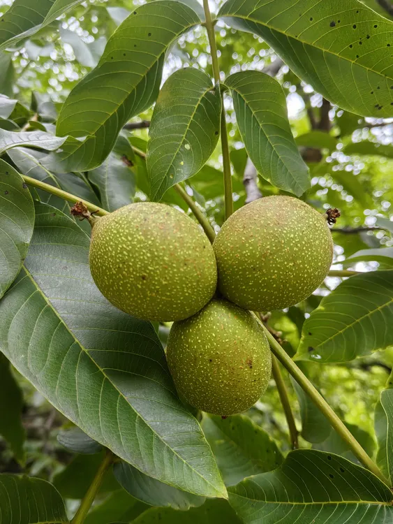 云南老树老品种去青皮新鲜湿核桃薄壳脆嫩美味醇香孕妇零食