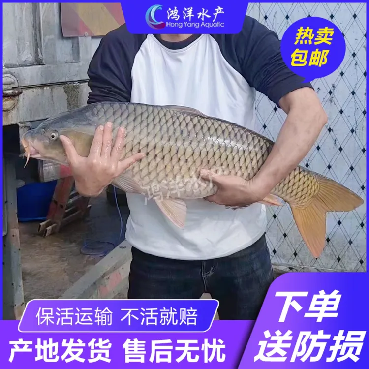 大种鲤建鲤鱼 丰鲤 稻田鲤