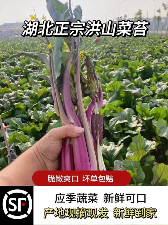 【武汉特产】洪山菜薹基地现摘现发包邮蔬菜菜苔