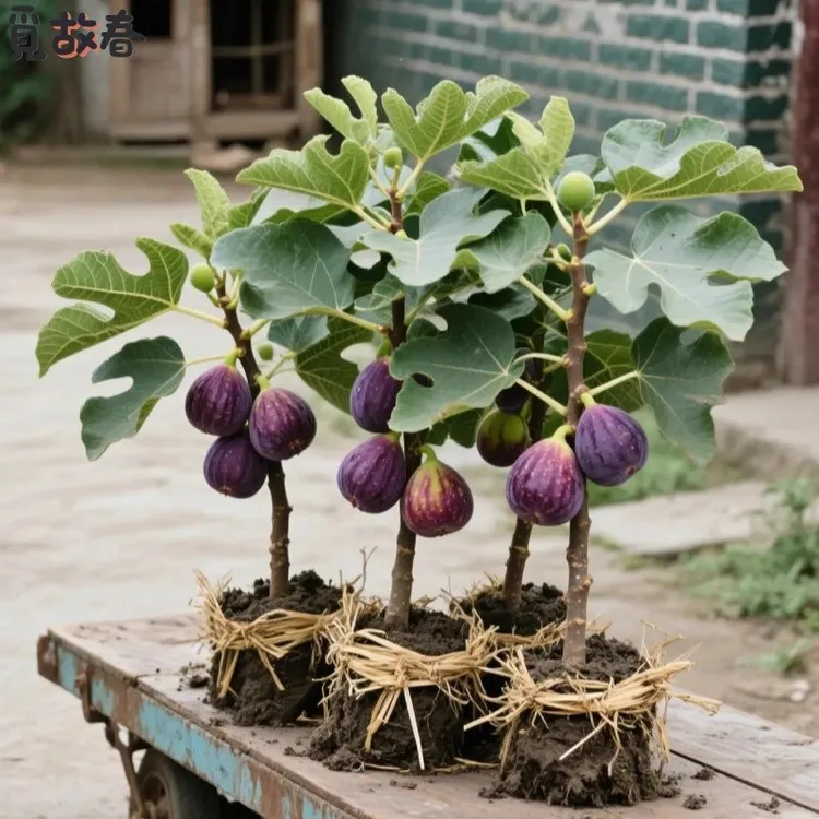 无花果树果苗高产带叶四季可种盆栽矮化波姬红果树苗南方北方耐寒