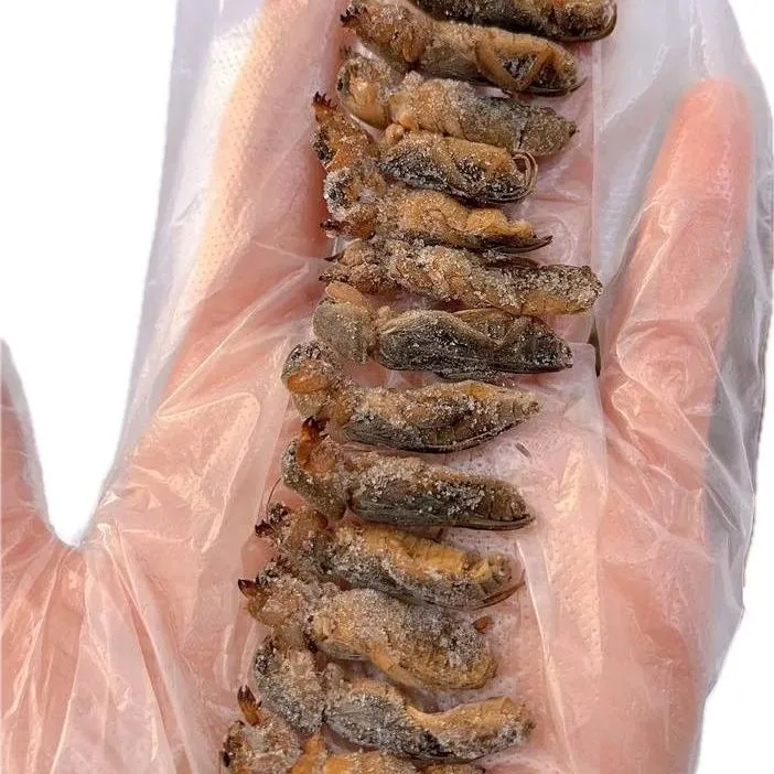 新鲜速冻土狗仔蝼蛄食用昆虫速冻草狗鲜冻土狗虫椒盐野生可食用