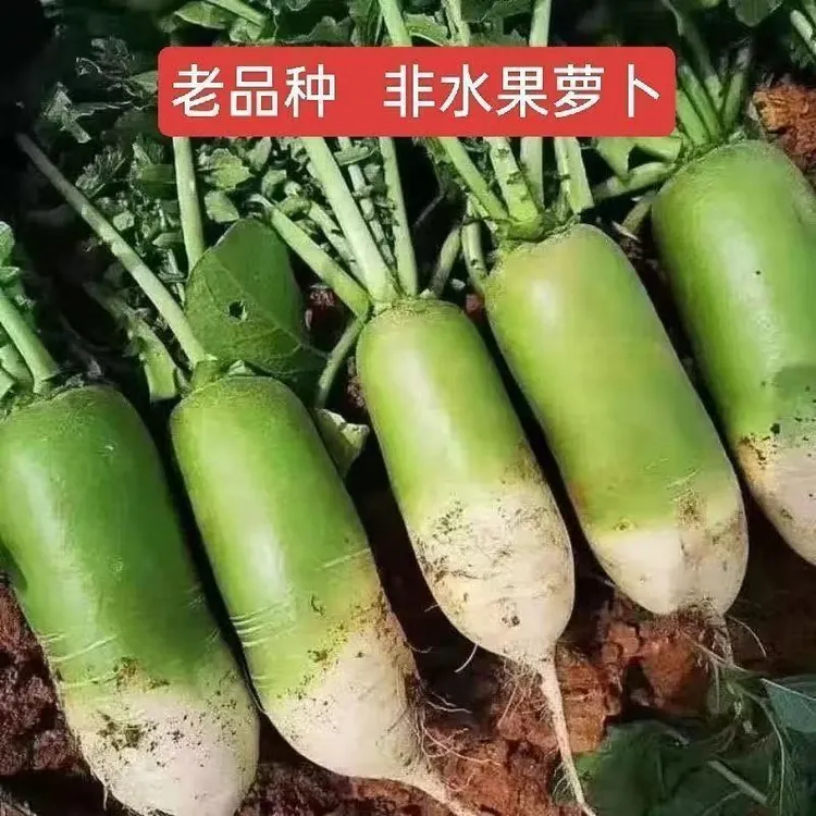 老品种辣萝卜青萝卜农家自种新鲜青萝卜非水果萝卜新鲜蔬菜
