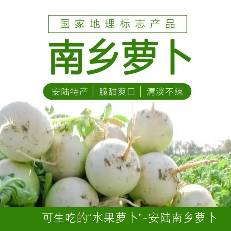 湖北安陆正宗南乡圆白萝卜汁多脆嫩新鲜当季蔬菜产地直发水果萝卜