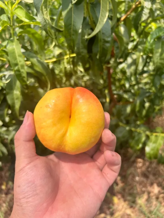 山东蒙阴油蟠七号桃香甜多汁夏日应季水果正宗蒙阴蜜桃假一罚十