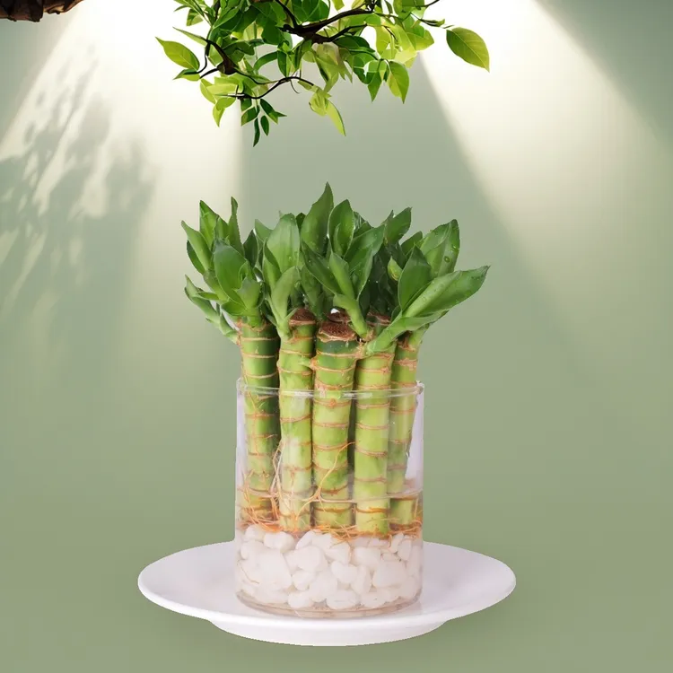 迷你文昌龙竹富贵竹荷花竹盆栽可水培可土培室内绿植净化空气好养