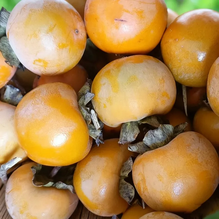 罗田柿子罗田三里畈甜柿子錾子石脆柿子大别山有籽核柿子本地柿子