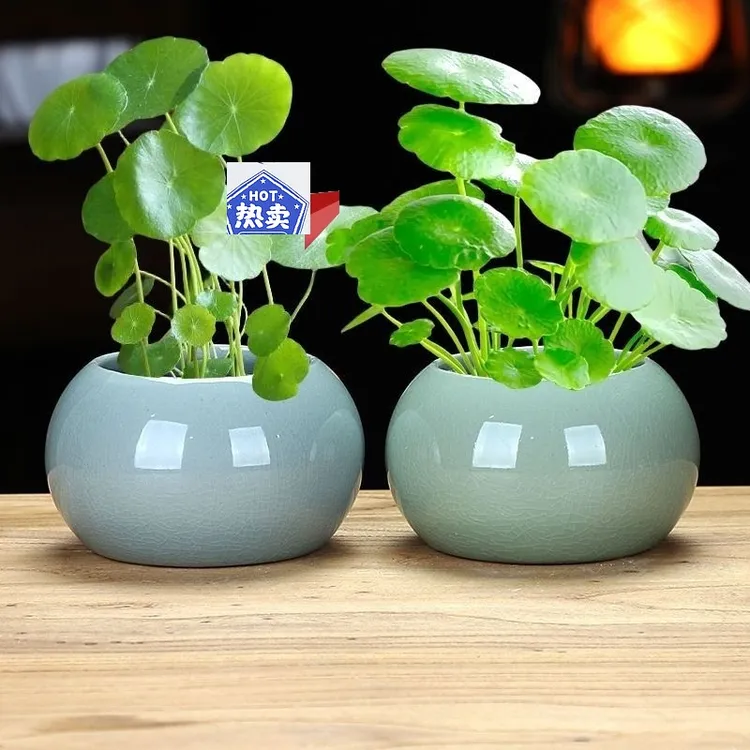 草办公水培铜钱草水养水植花卉好养四季净化绿桌面招贝才室内植物