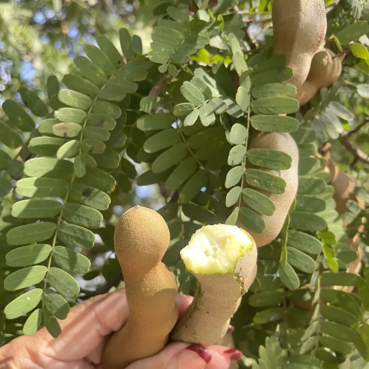 云南特产新鲜酸角罗望子野生酸豆孕妇水果特酸休闲零食散装