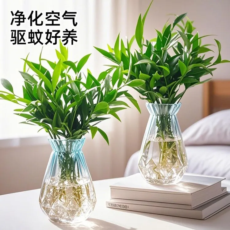 【水培竹柏】水养盆栽绿植水培花卉客厅卧室办公好养四季常青竹柏商品图