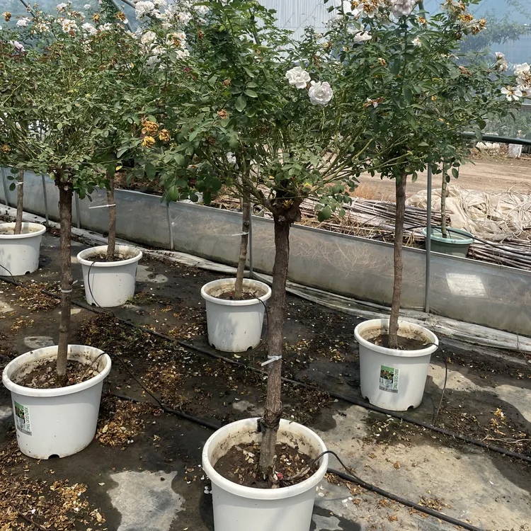 蓝色阴雨1.8米左右5公分左右粗嫁接棒棒糖原盆原土木架发货