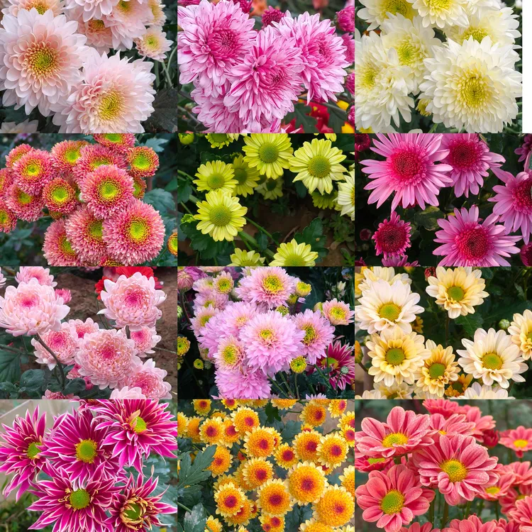 新品切花菊小苗 耐寒好养活 爆花机器 8棵包邮 