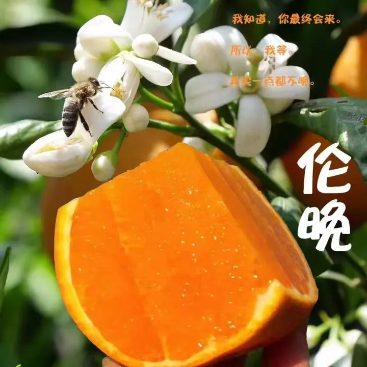 湖北秭归春橙伦晚脐橙橙子果肉饱满细腻多汁现摘新鲜当季水果
