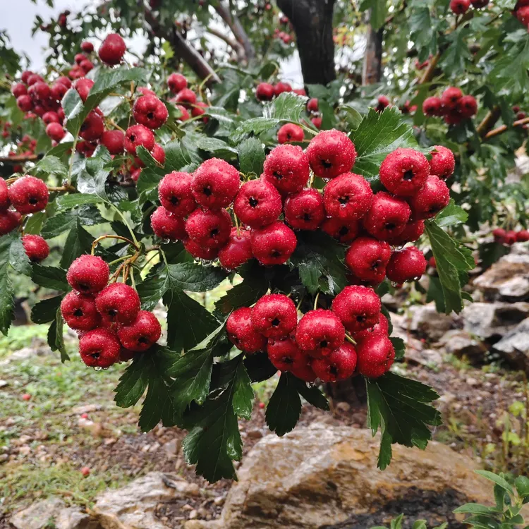 当季新鲜甜山楂果园现发人工采摘独立包装坏果包赔