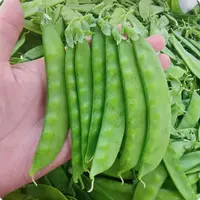 云南新鲜甜脆豆现摘现发农家自种当季蔬菜