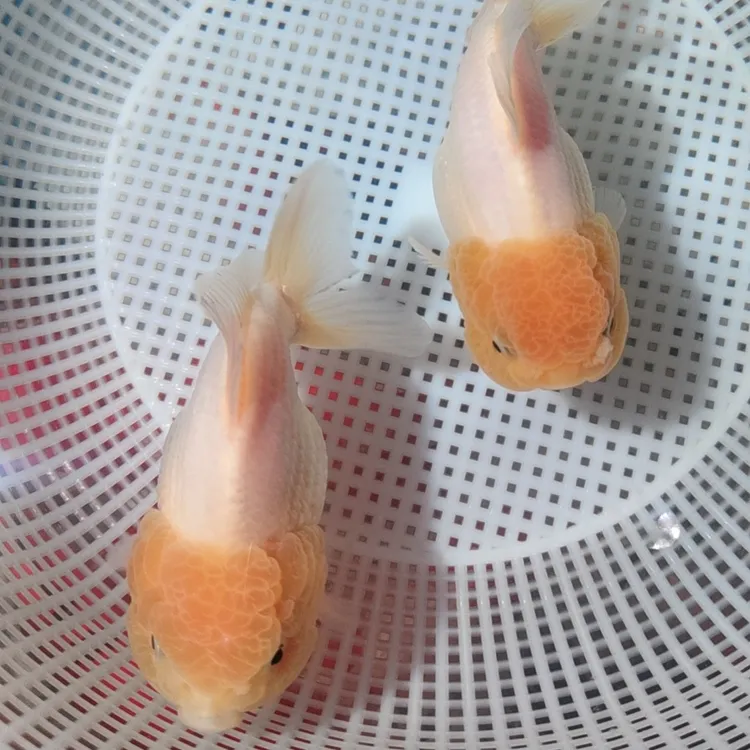 清道夫鱼缸清洁工吃粪便淡水观赏鱼好养耐活热带冷水工具鱼垃圾鱼