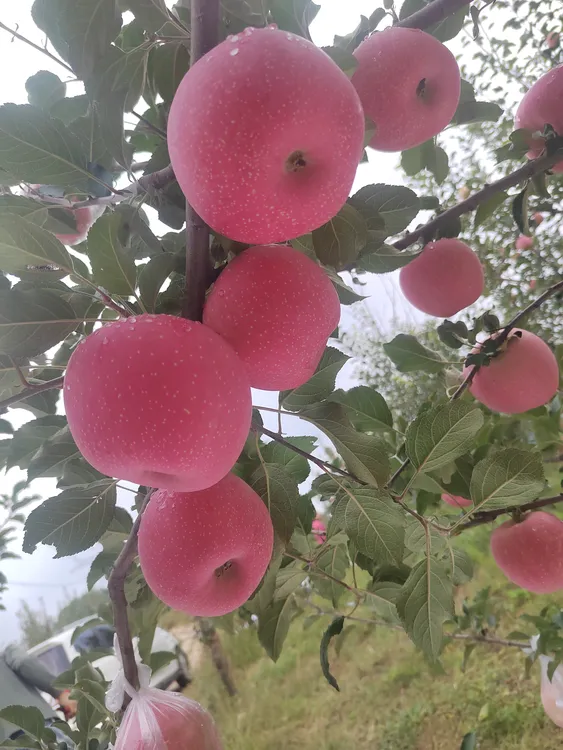 吉县新鲜红富士苹果脆甜多汁现摘口感可口