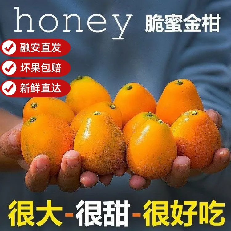 【第三代】当季新鲜水果脆蜜金柑纯甜无籽脆蜜金桔精品礼盒包装