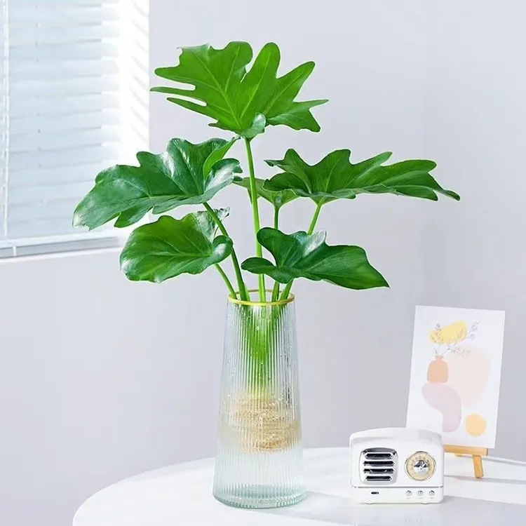春羽春雨盆栽小天使绿植盆栽大叶室内花卉好养龟背竹水培绿植花卉