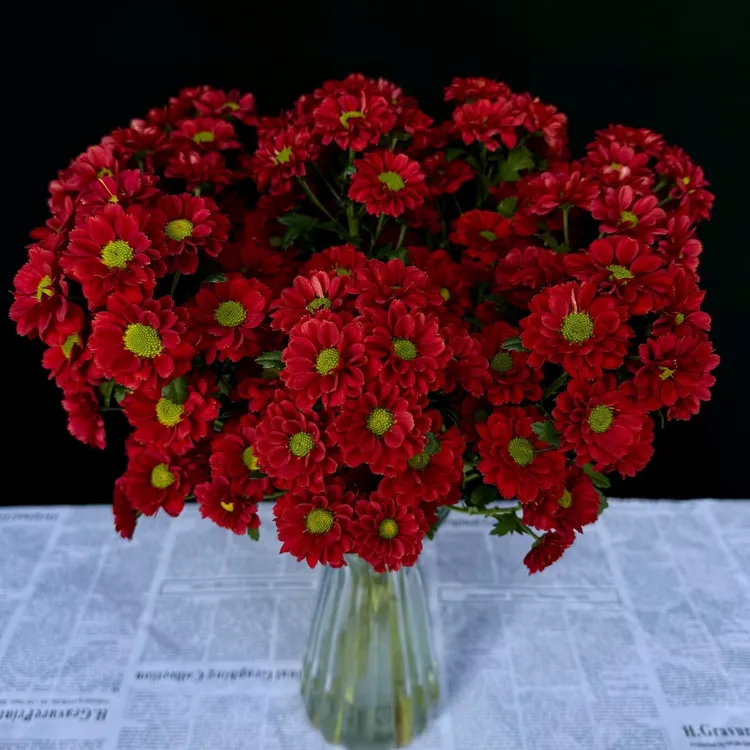 （红梅小菊）基地直发雏菊鲜花适合家居表白花期长可水养插花