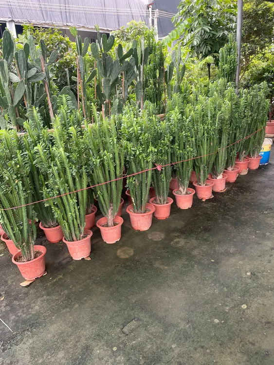 三棱柱龙骨 红龙骨 青龙骨 植物盆栽巴西玉麒麟青紫龙骨招财客厅 