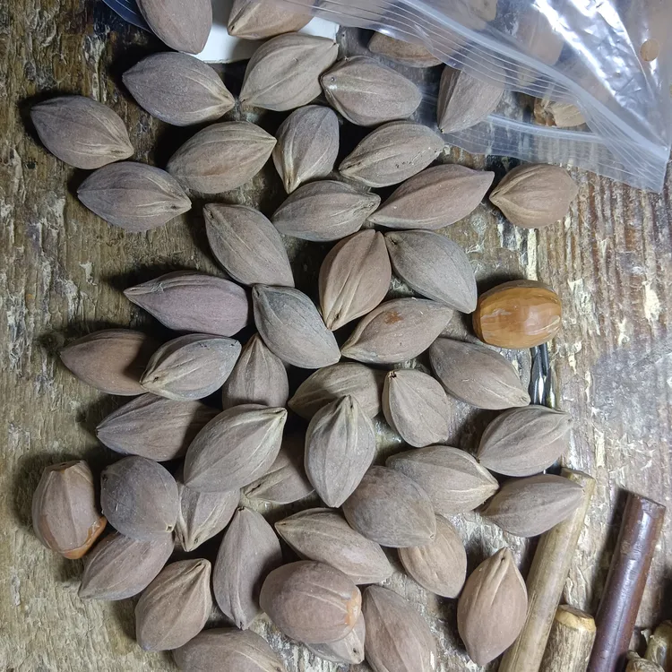 老树铁核手串罗定橄榄核老料四花三花颜色红容易上包浆