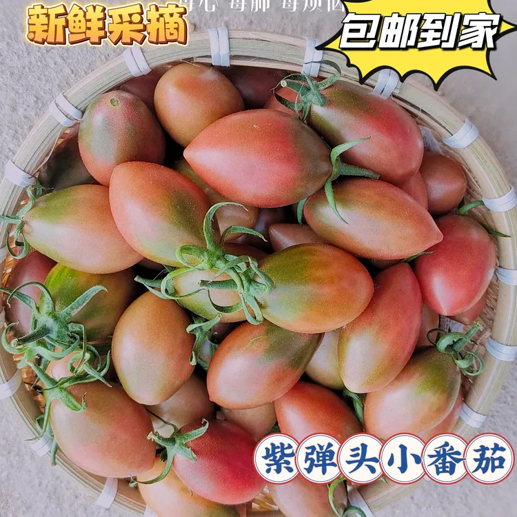 广东汕尾陂洋紫弹头小番茄圣女果露天种植酸甜多汁当季孕妇水果