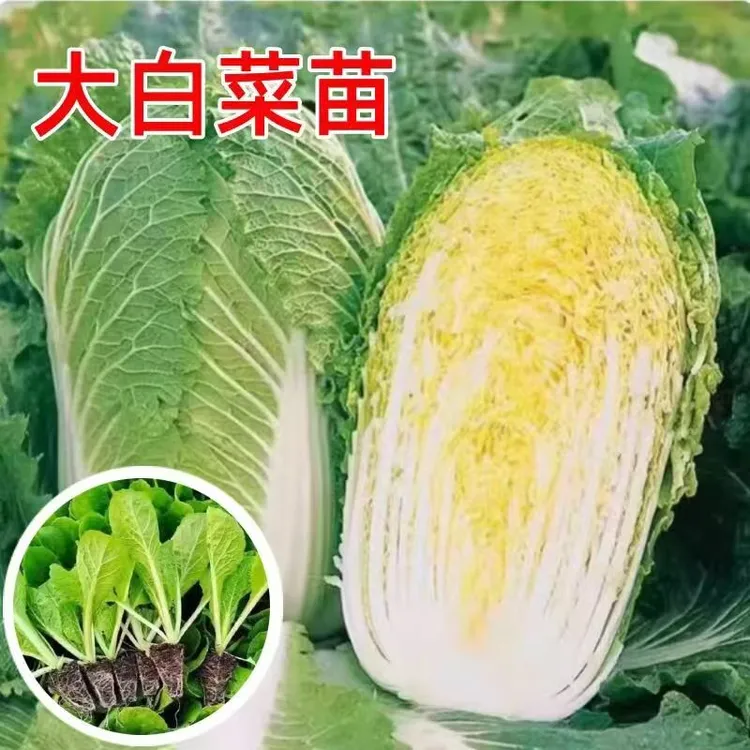 大白菜苗黄心大白菜秧苗娃娃菜苗秋冬耐寒季蔬菜苗高产地栽盆栽