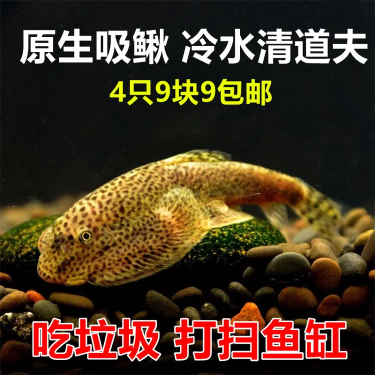 双吸盘原生吸鳅鱼 冷水鱼清道夫 原生鱼 麦氏方式琵琶鱼 工具鱼