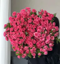 【多头-苏菲宝贝10枝】满2单中通特快冷链 送货上门