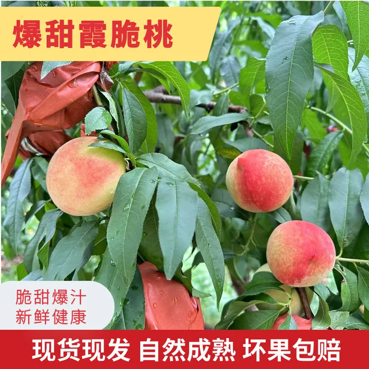 原产脆桃霞脆新鲜毛桃多汁果园应季脆甜桃孕妇优质水果3-5斤包邮