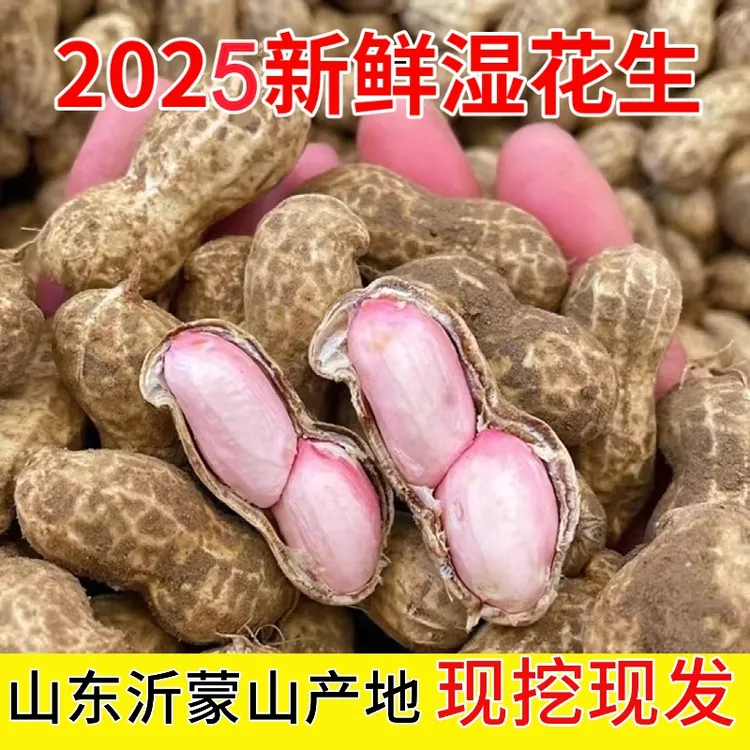 山东鲜花生沂蒙山产地新鲜湿花生带壳带泥当季现挖水煮花生